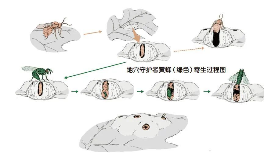 寄生虫|寄生虫能被其他寄生虫寄生吗？