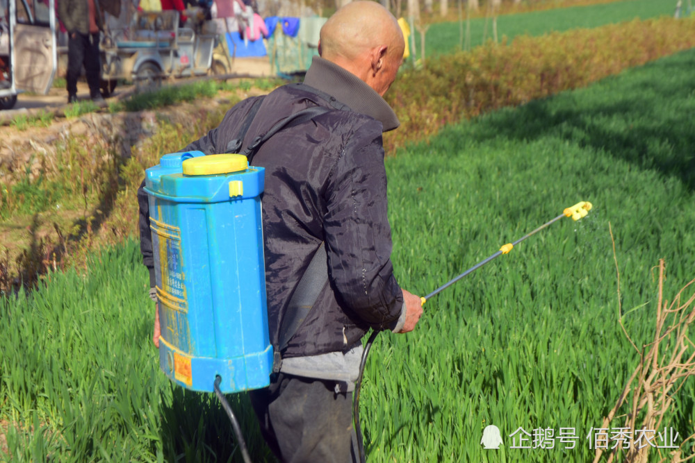小麦拔节期喷施什么农药能增产有经验的农民不花冤枉钱