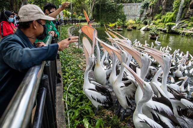 印尼动物园重开
