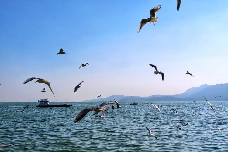 七彩云南滇池邂逅西伯利亚的小精灵