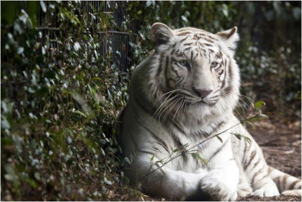 1974年寅虎人是什么虎,上山虎还是下山虎?