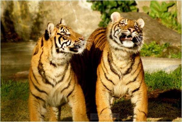 1974年寅虎人是什么虎,上山虎还是下山虎?