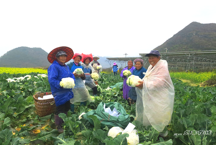 贞丰龙场镇对门山村230亩松花菜喜获丰收 腾讯新闻