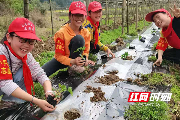 芦淞区长垅小学开展犇向田野寻找春天学雷锋活动