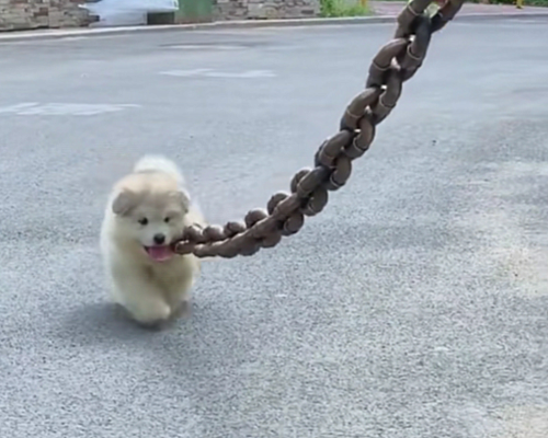 有人用粗铁链拴小奶狗,以为是虐待,凑近一瞧顿时无话说了_腾讯新闻