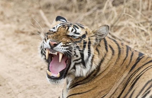 火虎性格高涨,雷厉风行,做些事情来轰轰烈烈的,对于这一年出生的属虎
