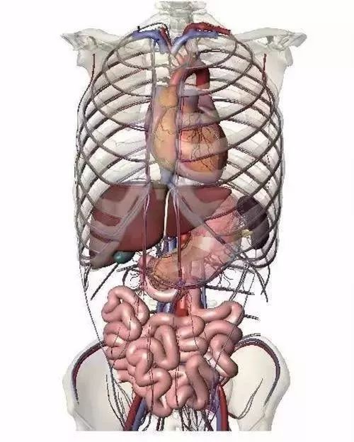 腰两边是什么器官图片