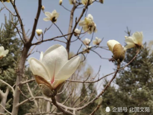 玉兰花 木兰花 辛夷花 木笔花 辛夷坞 王维 木兰花 玉兰花