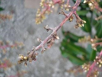 芒果|村宝网-芒果抽穗期和开花期怎么管理，芒果开花期技术要点，要注意什么