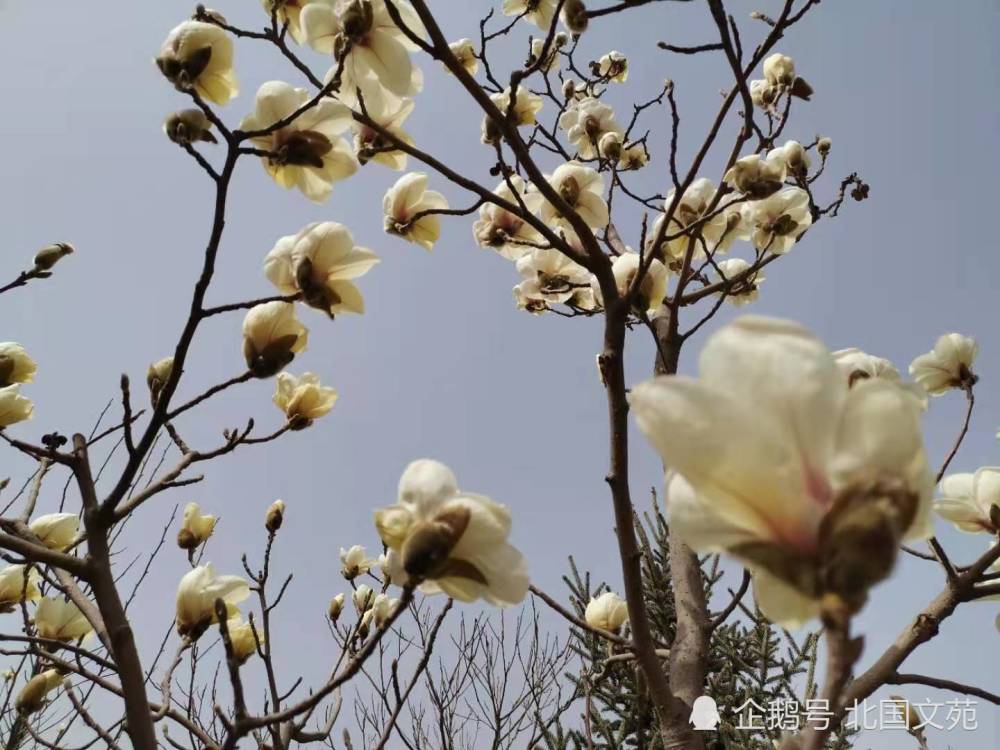 玉兰花 木兰花 辛夷花 木笔花 腾讯新闻