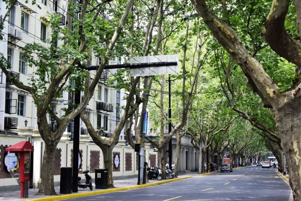 江苏路街道荣列"上海市市容环境综合管理示范街镇"!_腾讯新闻