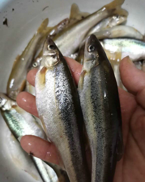 秦岭山脉里的溪流奇鱼俗称柳根最大可长大筷子长