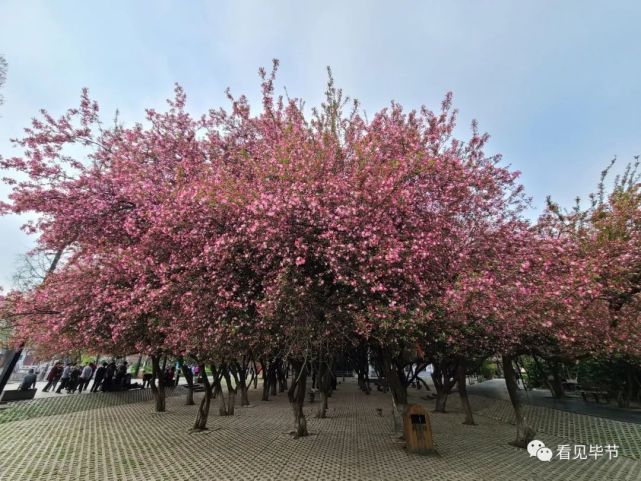 毕节城区海棠花开成这样啦|毕节城区|毕节|海棠花开|人民公园