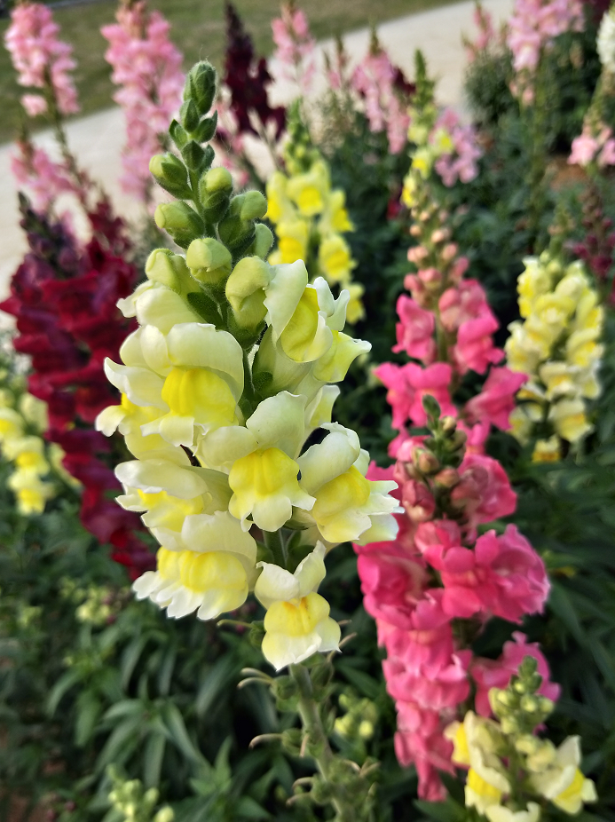 热爆朋友圈市区这片金鱼草花海向你扑来