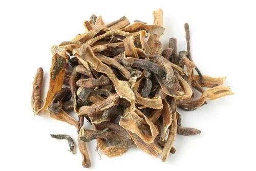 中药半月谈|地龙-腾讯新闻