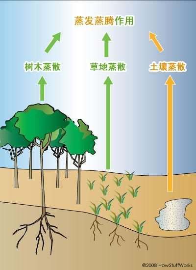 沙漠|为什么不能把沙漠变成森林？专家：会加剧当地干旱