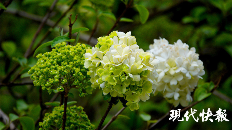 从淡雅嫩绿到清白如雪 南京午朝门木绣球初开 腾讯新闻