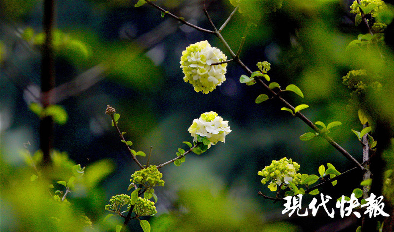 从淡雅嫩绿到清白如雪 南京午朝门木绣球初开 腾讯新闻