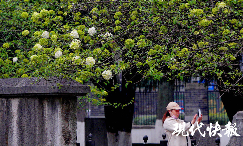 从淡雅嫩绿到清白如雪 南京午朝门木绣球初开 腾讯新闻