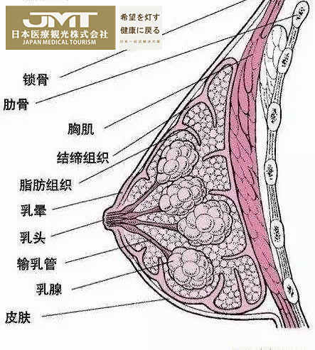 乳腺导管结构图图片