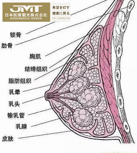 乳房是由產生乳汁的乳腺和圍繞它的脂肪脂肪組織組成.