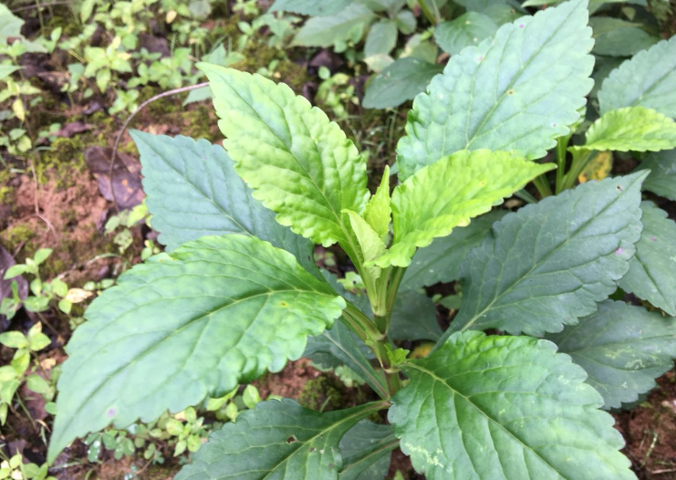 农村这种野菜,算得上是"救命草"想必在农村生活过的都认识!