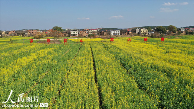 湖南耒阳:万亩油菜花田里"赶大集"|塘村|油菜花|耒阳市|湖南|新市镇