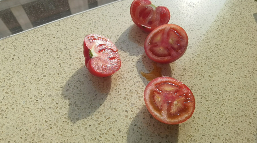 番茄|熊蜂授粉丨温室里种出美味西红柿的秘密