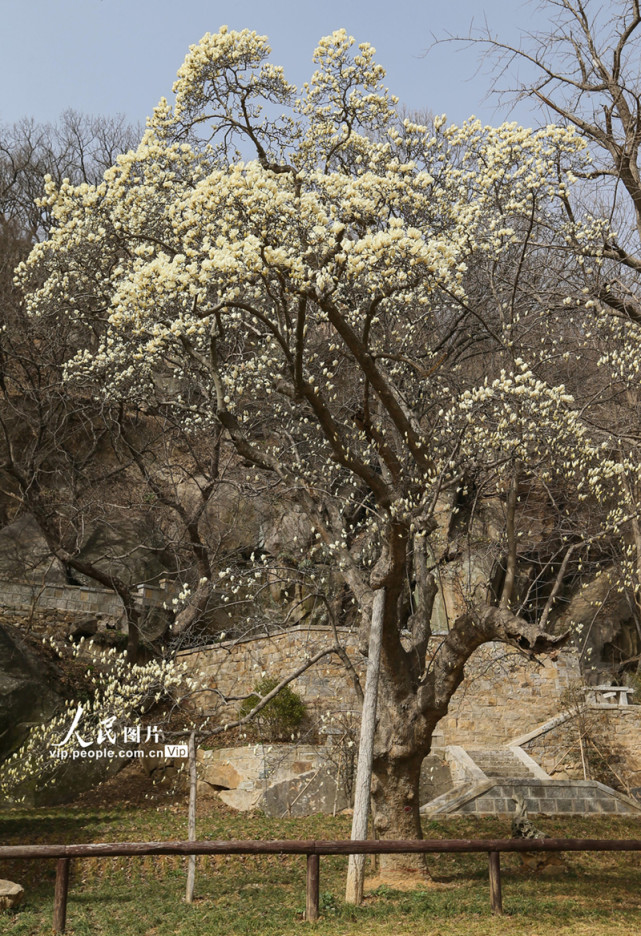 江苏连云港800多岁玉兰花王繁花如雪