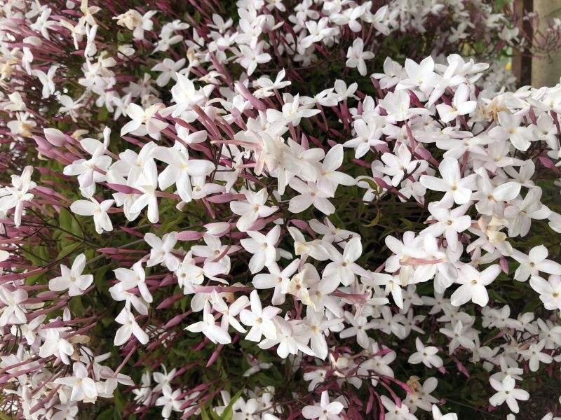 素馨花(素馨花的养殖方法和注意事项)