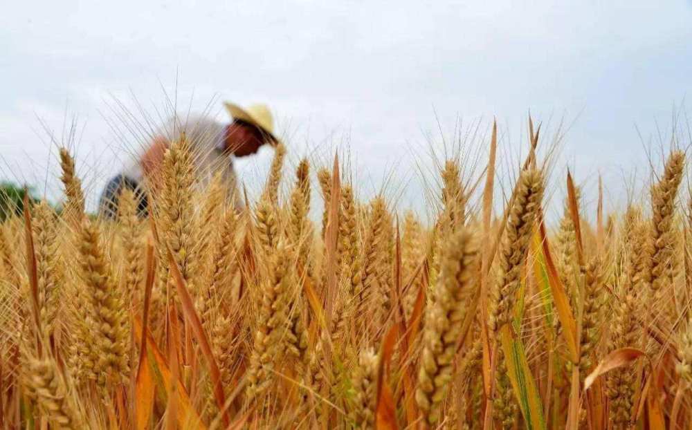 澳大利亚_时政|软的不行要来硬的？澳大利亚要向WTO状告中国：对大麦加税不合理