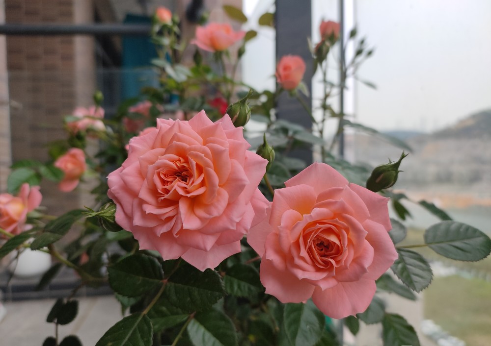 三文鱼阳台盆栽花卉新宠美若玫瑰四季勤开好看又好养