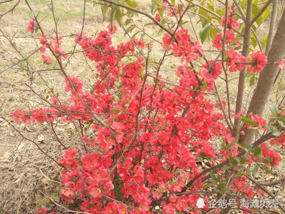 低矮的灌木叢開著紅色的花朵這花太漂亮了