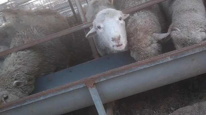 悲叹青县毒羊肉存在长达10年瘦肉精咋屡禁不止