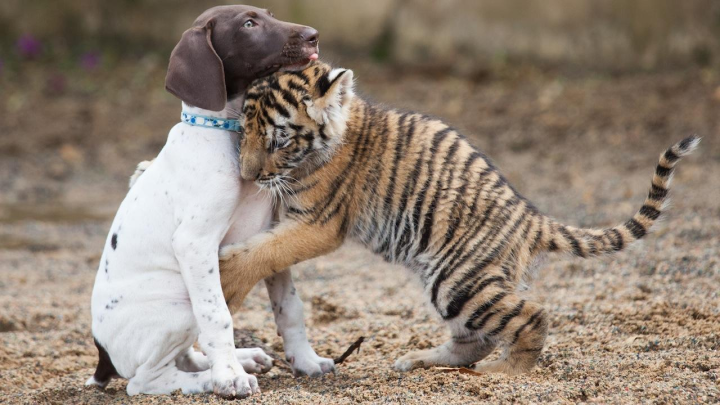 多少只猛犬才能打的过东北虎,甚至能杀死老虎?有这种可能吗?