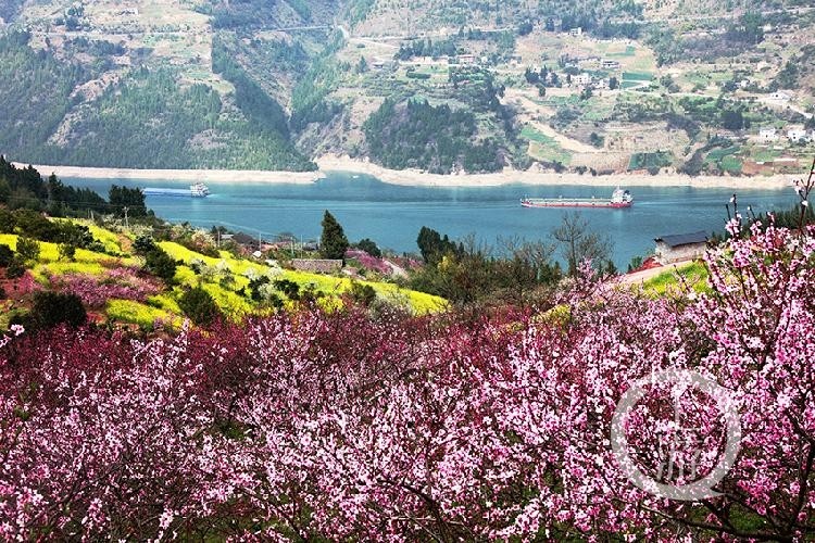 三峡百里花海长廊醉迷游客留恋忘返 腾讯新闻