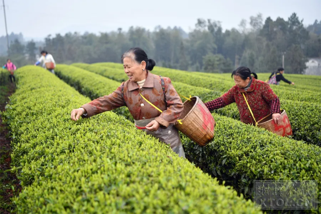 △羊鹿茶场的茶园里，采茶工正在采摘“明前茶”。 （记者 罗韬 摄）