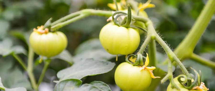 番茄|老农教你三招，种出优质番茄！