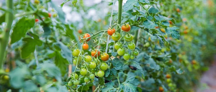 番茄|老农教你三招，种出优质番茄！