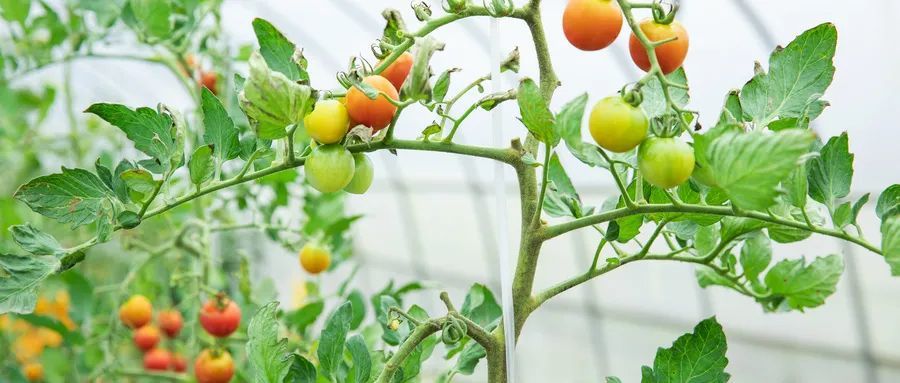 番茄|老农教你三招，种出优质番茄！