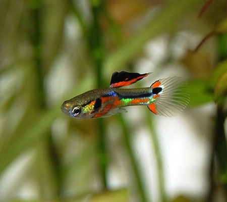 月光魚,瑪麗魚等這些比較好養的品種,對生存條件要求比較簡單,繁殖