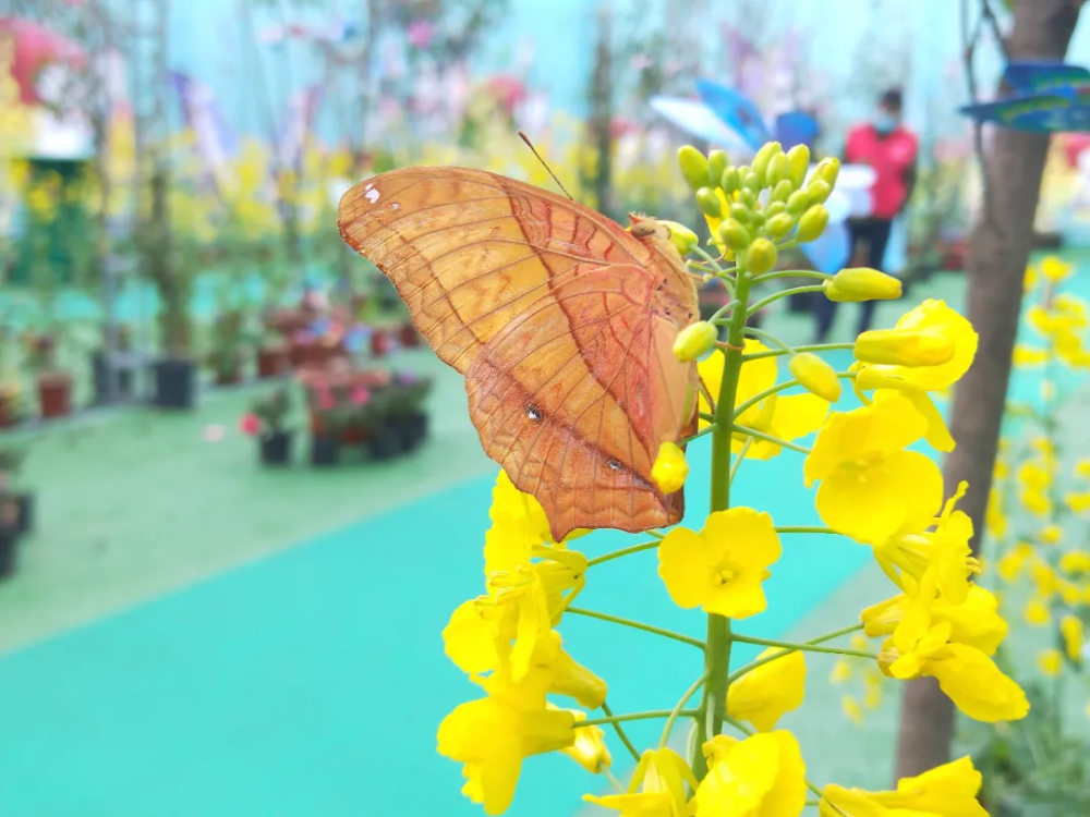 長沙周邊踏春賞花旅遊攻略櫻花桃花油菜花都開花啦