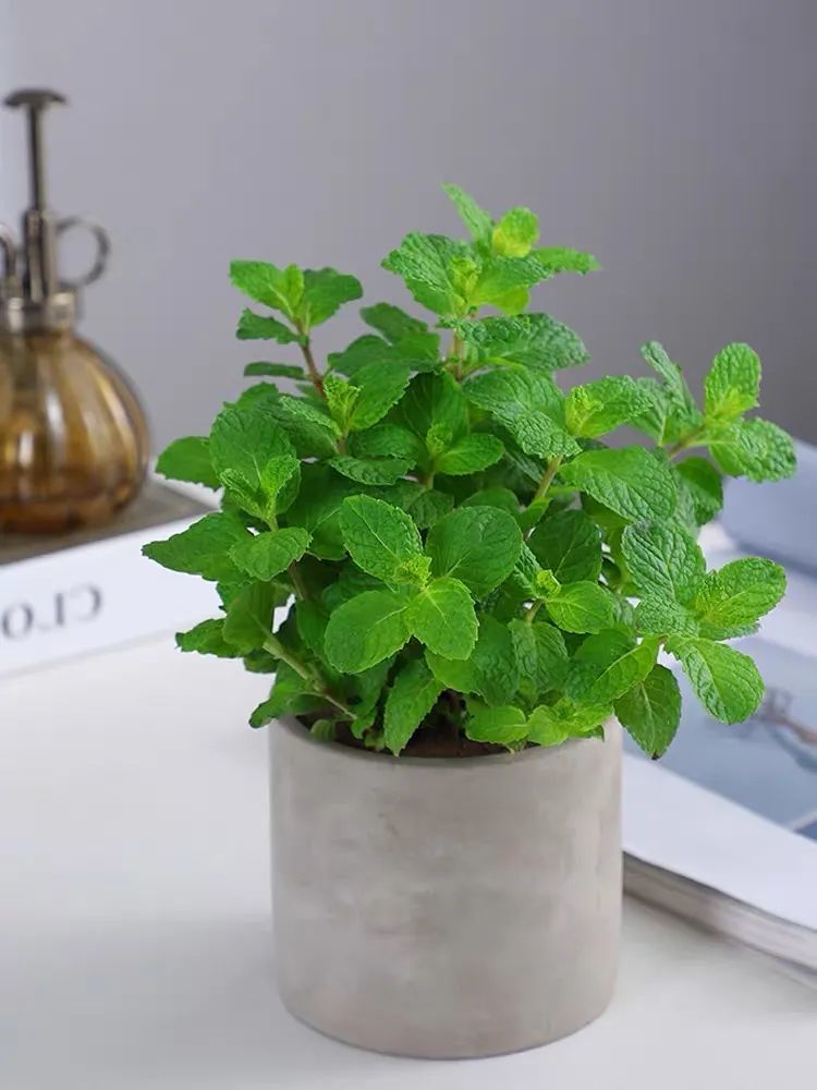 春天在家養幾盆薄荷摘幾片葉子就能泡茶喝能看又能吃清香又典雅