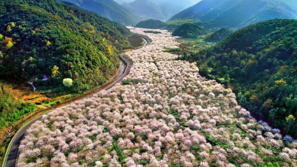 赏花正当时章镇樱花谷景区游玩赏樱攻略来啦