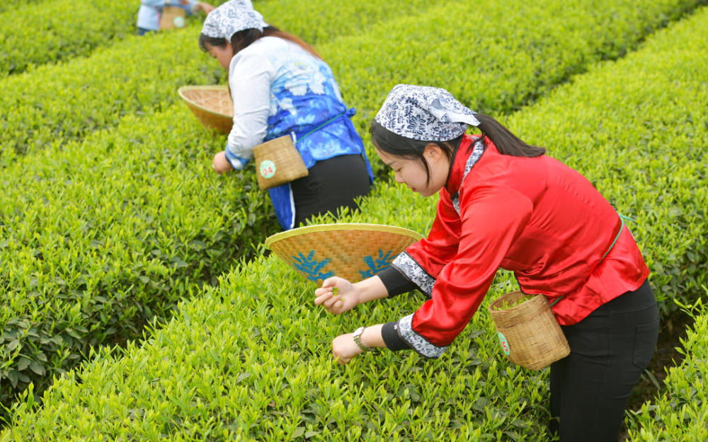 线上线下多元体验 第十一届成都采茶节将与您云上相约