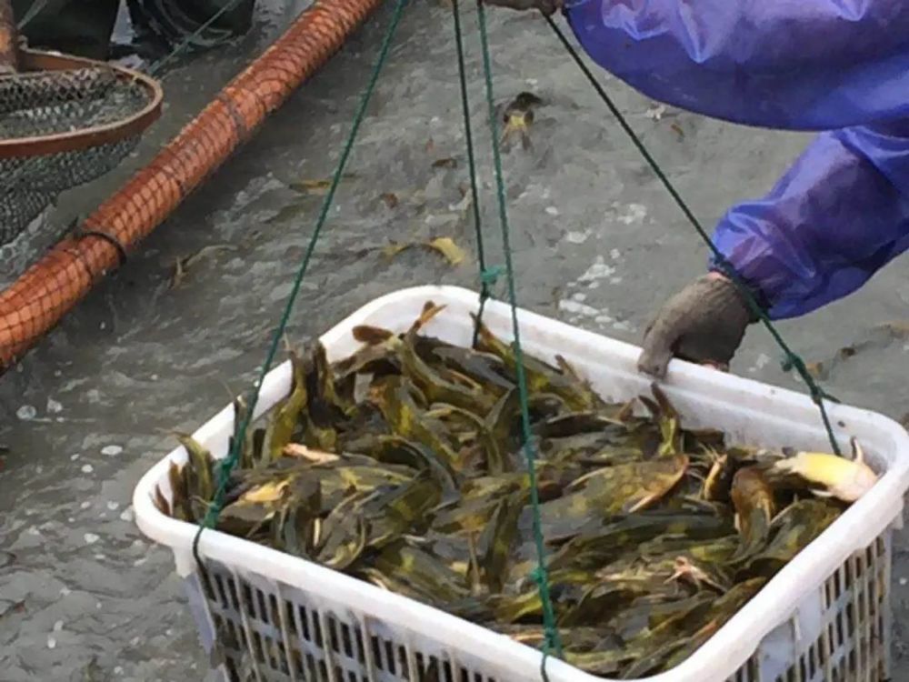 黄颡鱼|鱼价又涨5毛！黄颡鱼标苗如何提高成活率？学会这七点！