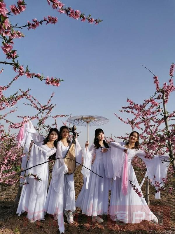千亩桃花竞相绽放,叶县第四届桃花节开幕(附赏花攻略)