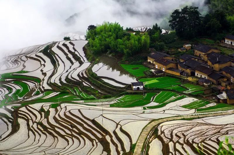 閩北美景政和念山的梯田雲海以四季為題描繪出一幅田園美景