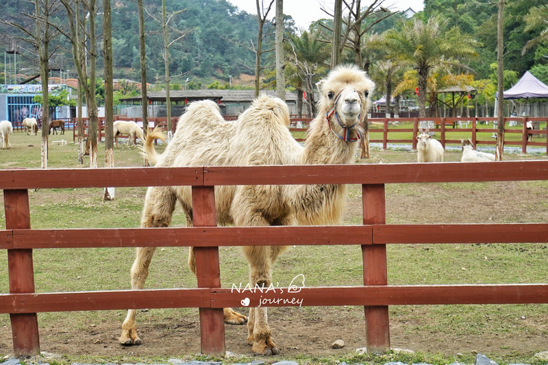 广州附近这个动物园可亲近动物喂食体会大自然的乐趣