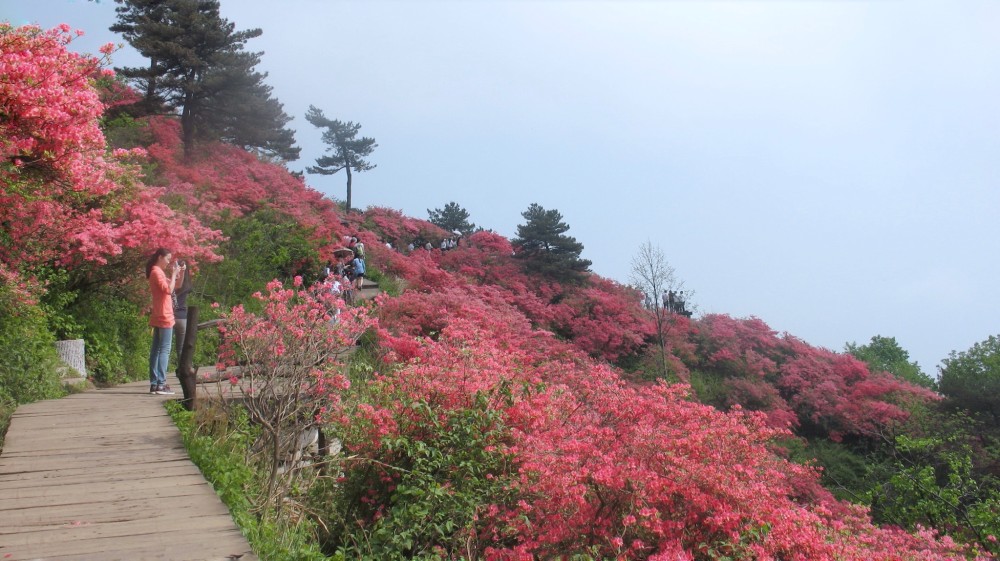 春上井岡山循著芬芳造訪杜鵑花山四五月間賞花正當時